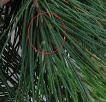 foto di Foglie di Pinus 