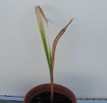 foto di Gladiolus gandavensis