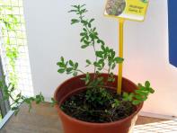 foto di Medicago sativa