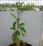 foto di Nicotiana tabacum