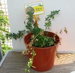 foto di Medicago sativa