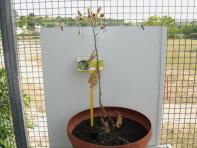 foto di Nicotiana tabacum, cv. Bel W3