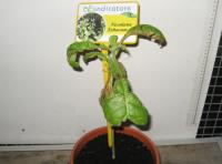 foto di Pianta Nicotiana tabacum