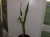 foto di Pianta di Gladiolus gandavensis