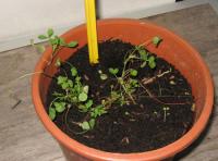 foto di Medicago sativa