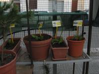 foto di Biocentralina