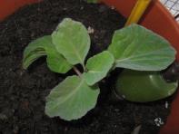 foto di Brassica oleracea