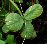 foto di Foglie di Medicago sativa
