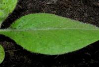 foto di Foglia di Nicotiana tabacum