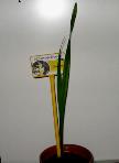 foto di Gladiolus gandavensis