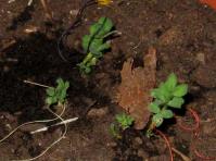 foto di Medicago sativa