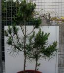 foto di Pinus pinea