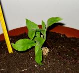 foto di Nicotiana tabacum, cv.BelW3