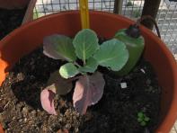 foto di Brassica oleracea