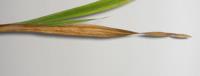 foto di Foglia di Gladiolus gandavensis