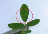 foto di Foglie di Medicago sativa