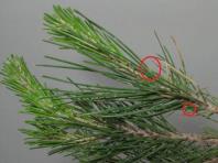 foto di Foglie di Pinus 