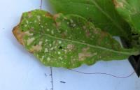 foto di Foglia di Nicotiana tabacum