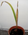 foto di Gladiolus gandavensis