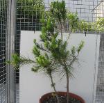 foto di Pinus pinea