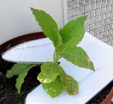 foto di Nicotiana tabacum, cv.BelW3