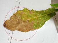 foto di Foglia di Nicotiana tabacum