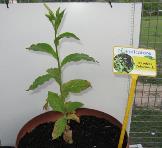 foto di Nicotiana tabacum, cv.BelW3