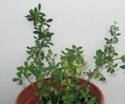 foto di Medicago sativa