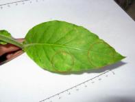 foto di Foglia di Nicotiana tabacum