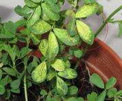 foto di Foglie di Medicago sativa