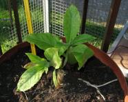 foto di Nicotiana tabacum, cv.BelW3