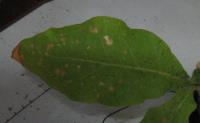 foto di Foglia di Nicotiana tabacum