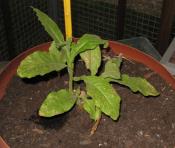 foto di Nicotiana tabacum, cv.BelW3