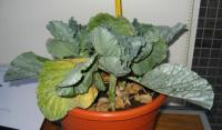foto di Brassica oleracea