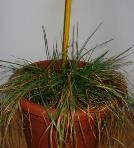 foto di Lolium perenne