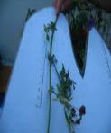 foto di Foglie di Medicago sativa