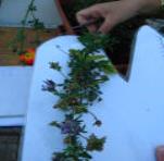 foto di Foglie di Medicago sativa