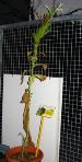 foto di Nicotiana tabacum, cv. BelW3