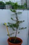 foto di Pinus pinea