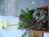 foto di Taraxacum officinale