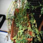 foto di Medicago sativa
