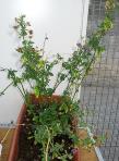 foto di Medicago sativa