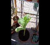 foto di Brassica oleracea