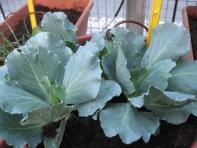 foto di Brassica oleracea