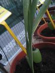foto di Foglia di Gladiolus gandavensis