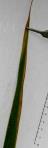 foto di Foglia di Gladiolus gandavensis