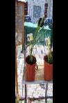 foto di Gladiolus gandavensis