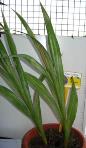 foto di Gladiolus gandavensis