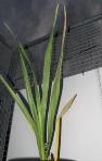 foto di Gladiolus gandavensis