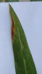 foto di Foglia di Gladiolus gandavensis